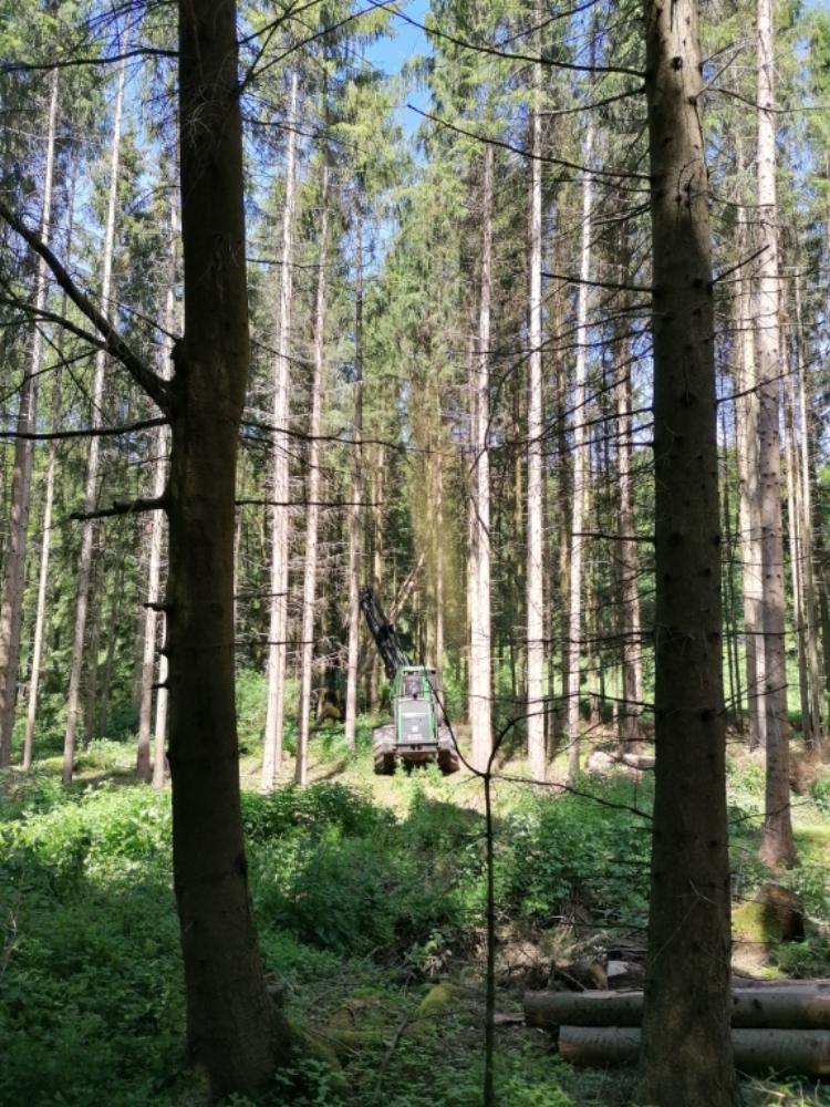 Waldtag2019_(29)